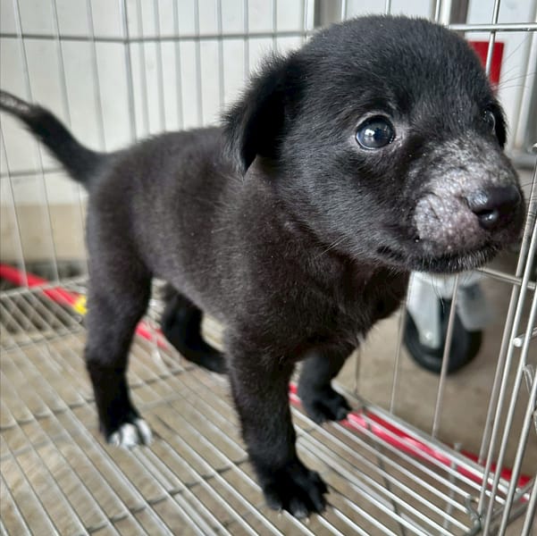 【待認養】混種犬 狗 (男生) - 花蓮縣狗貓躍動園區