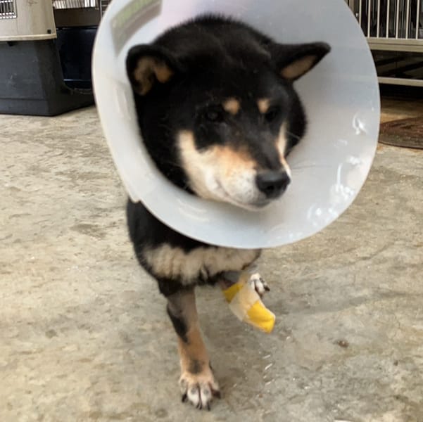 【待認養】柴犬 狗 (女生) - 新北市新店區公立動物之家