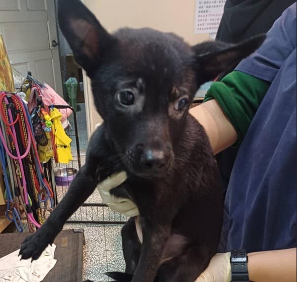 【待認養】混種犬 狗 (女生) - 桃園市動物保護教育園區