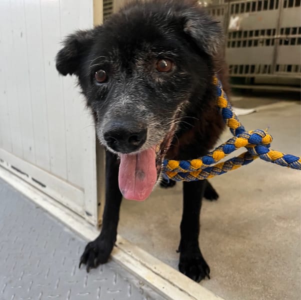 【待認養】混種犬 狗 (男生) - 新北市板橋區公立動物之家