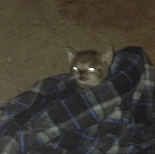 吉利寵物美容屋