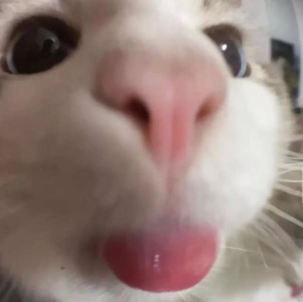 狗來樂寵物美容