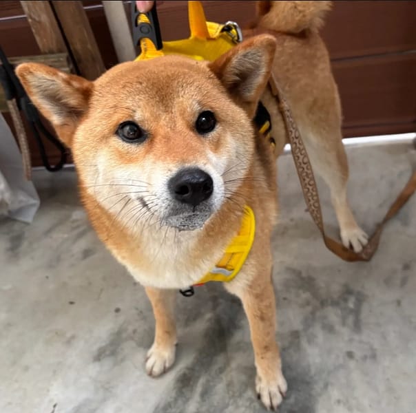 【待認養】柴犬 狗 (女生) - 新北市五股區公立動物之家