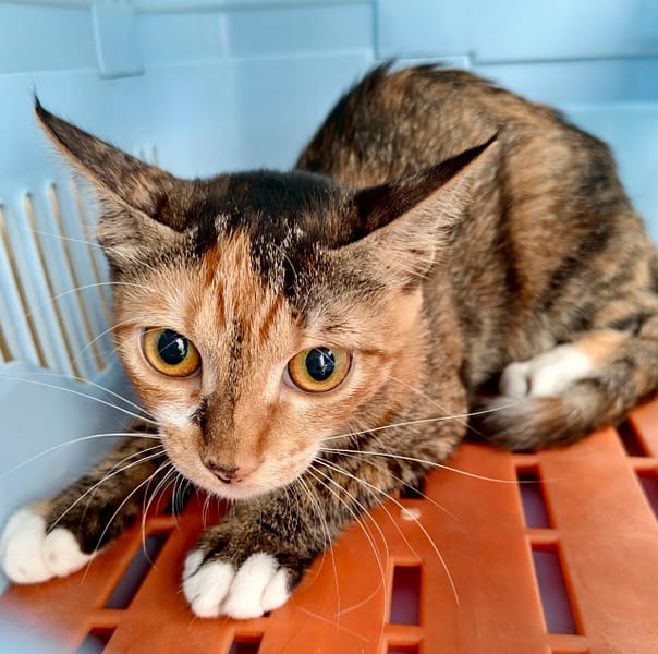 【待認養】混種貓 貓 (女生) - 新北市三芝區公立動物之家