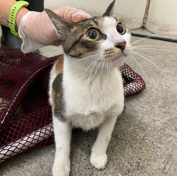 【待認養】混種貓 貓 (女生) - 臺北市動物之家