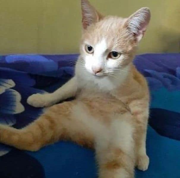 語貓家族英短貓舍