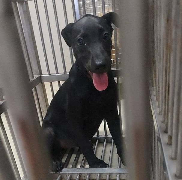 【待認養】混種犬 狗 (女生) - 嘉義市動物保護教育園區