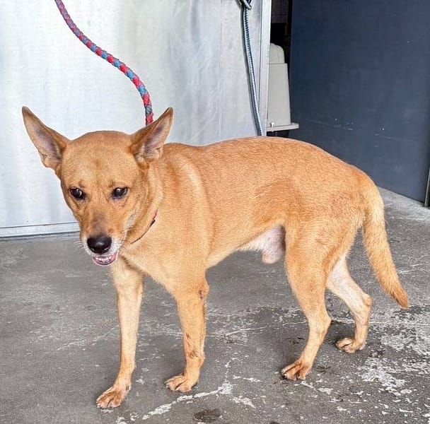 【待認養】混種犬 狗 (男生) - 新北市板橋區公立動物之家