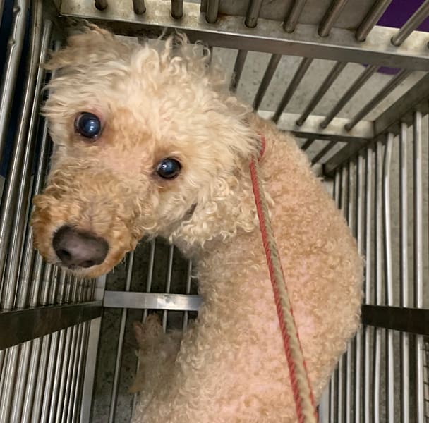 【待認養】貴賓犬 狗 (男生) - 臺北市動物之家