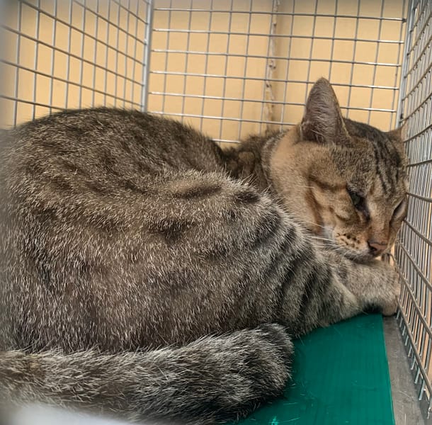 【待認養】混種貓 貓 (男生) - 臺北市動物之家