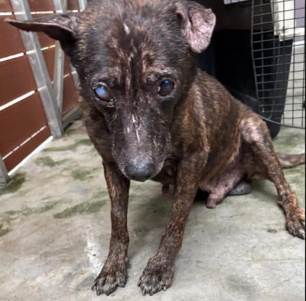 【待認養】混種犬 狗 (男生) - 新北市五股區公立動物之家