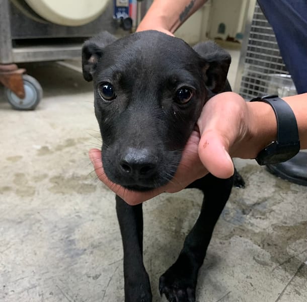 【待認養】混種犬 狗 (男生) - 臺北市動物之家