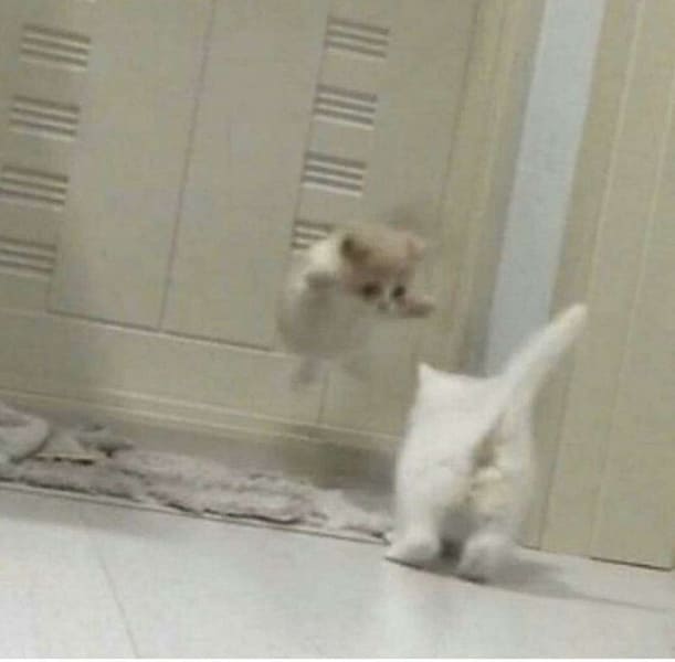 台灣高峰柴犬莊