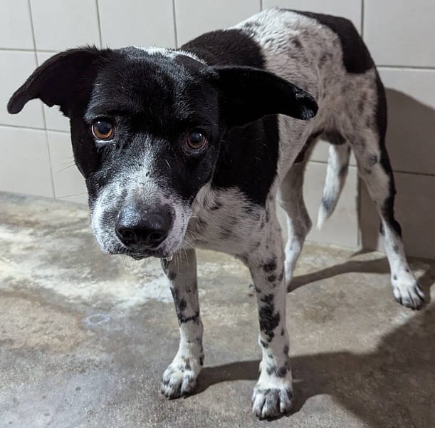【待認養】混種犬 狗 (男生) - 花蓮縣狗貓躍動園區