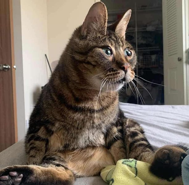 黑胖胖寵物美容