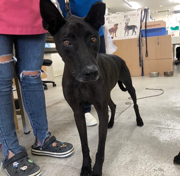 【待認養】混種犬 狗 (男生) - 臺北市動物之家