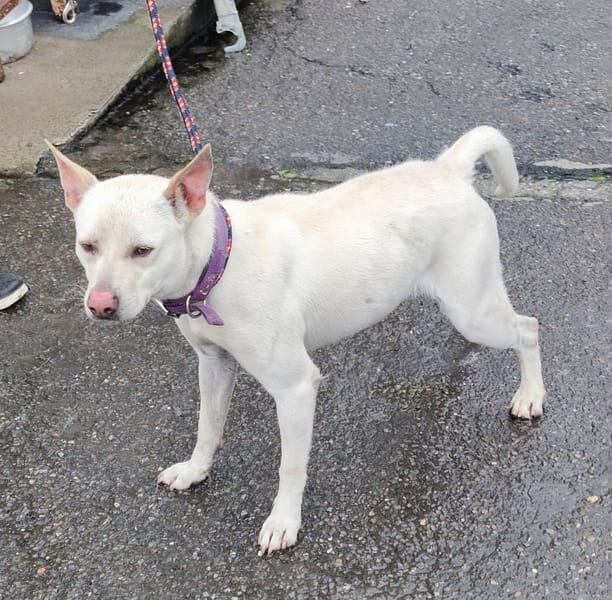 【待認養】混種犬 狗 (男生) - 新北市中和區公立動物之家