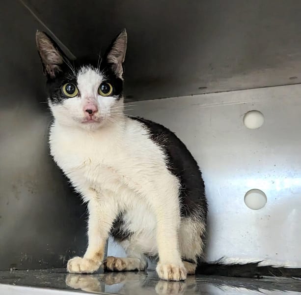 【待認養】混種貓 貓 (女生) - 新竹縣動物保護教育園區