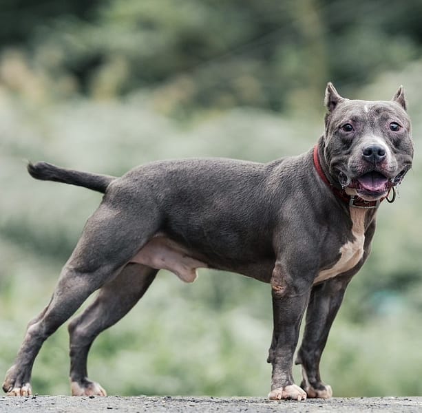 【待認養】比特犬 狗 (男生) - 新北市新店區公立動物之家