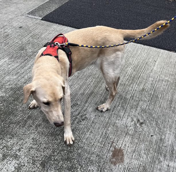 【待認養】拉不拉多犬 狗 (男生) - 新北市新店區公立動物之家
