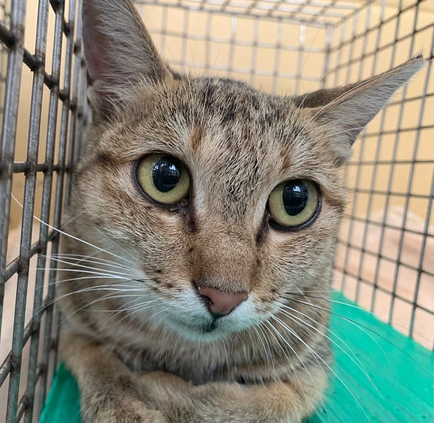 【待認養】混種貓 貓 (女生) - 臺北市動物之家