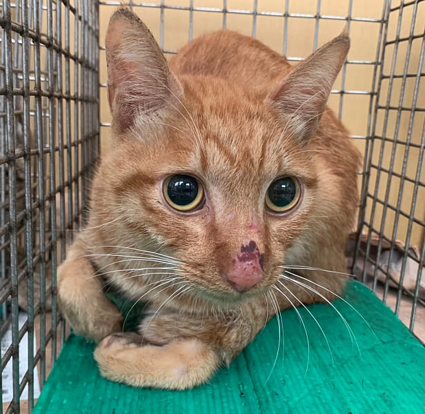 【待認養】混種貓 貓 (男生) - 臺北市動物之家