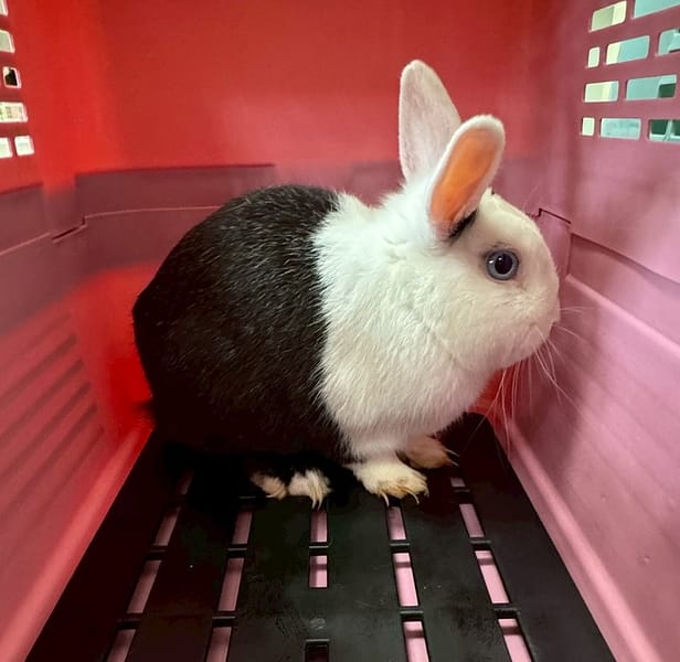 【待認養】道奇兔 其他 (未知) - 嘉義市動物保護教育園區