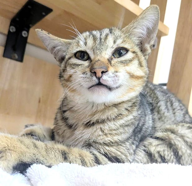 【待認養】混種貓 貓 (男生) - 新竹縣動物保護教育園區