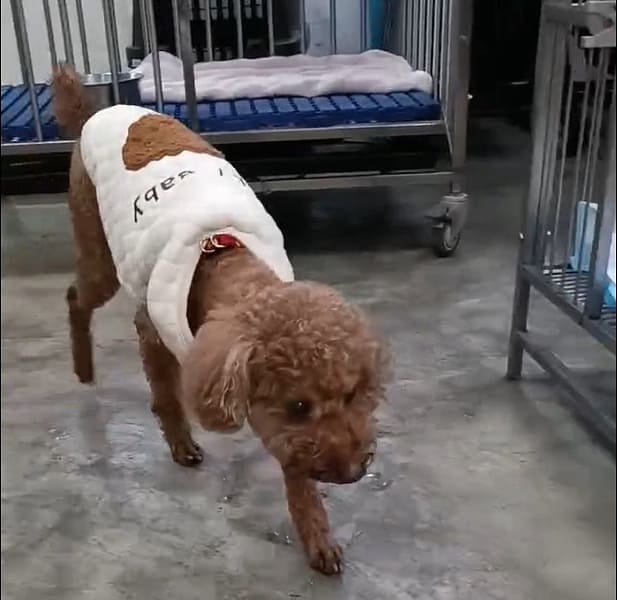 【待認養】貴賓犬 狗 (男生) - 新北市新店區公立動物之家