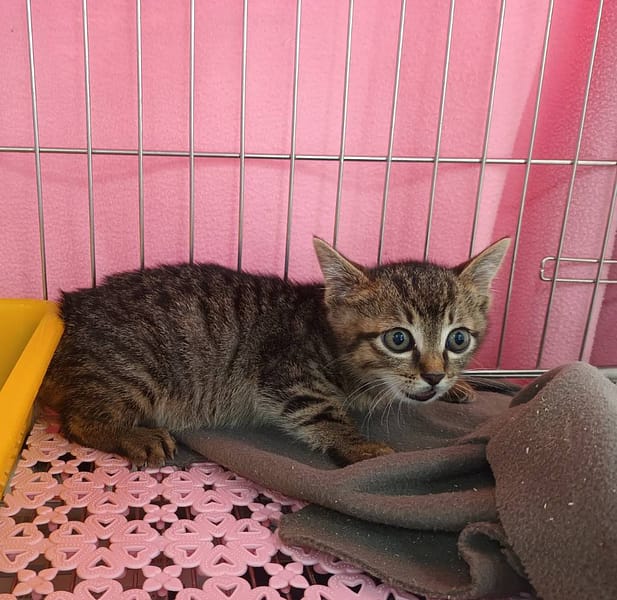 【待認養】混種貓 貓 (男生) - 新北市板橋區公立動物之家
