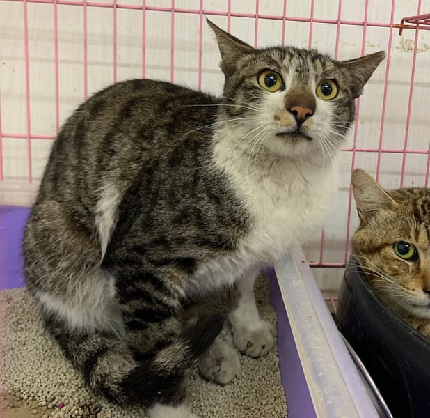 【待認養】混種貓 貓 (男生) - 臺北市動物之家