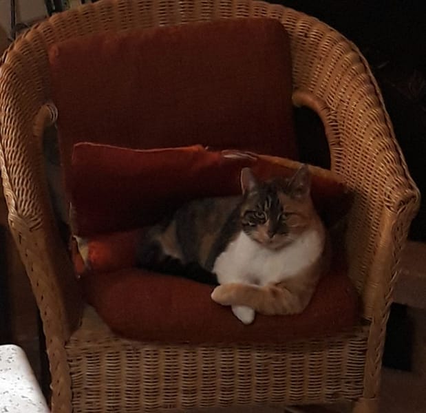 小時光寵物沙龍