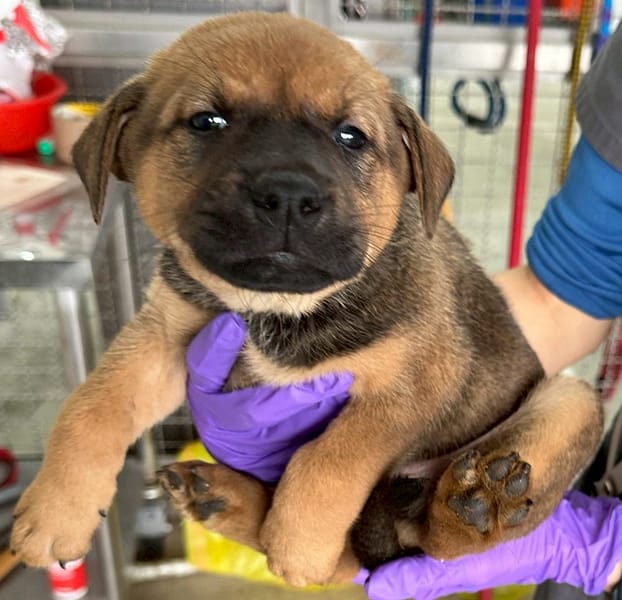 【待認養】混種犬 狗 (男生) - 花蓮縣狗貓躍動園區