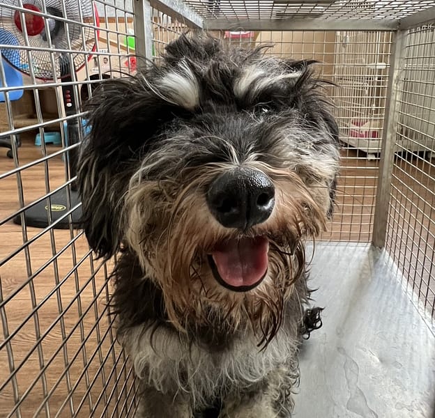 【待認養】雪納瑞 狗 (女生) - 嘉義市動物保護教育園區