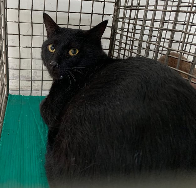 【待認養】混種貓 貓 (男生) - 臺北市動物之家