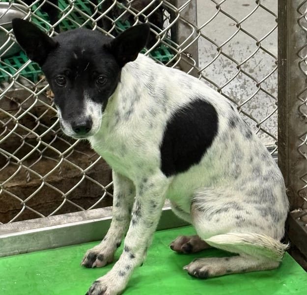 【待認養】混種犬 狗 (女生) - 臺東縣動物收容中心