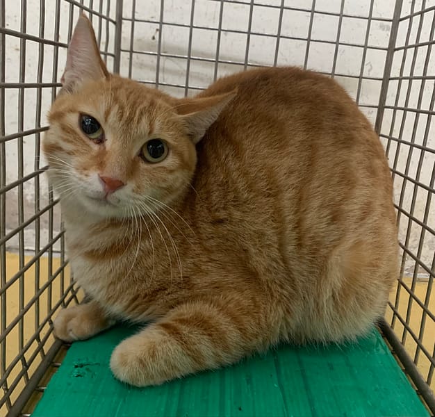 【待認養】混種貓 貓 (女生) - 臺北市動物之家