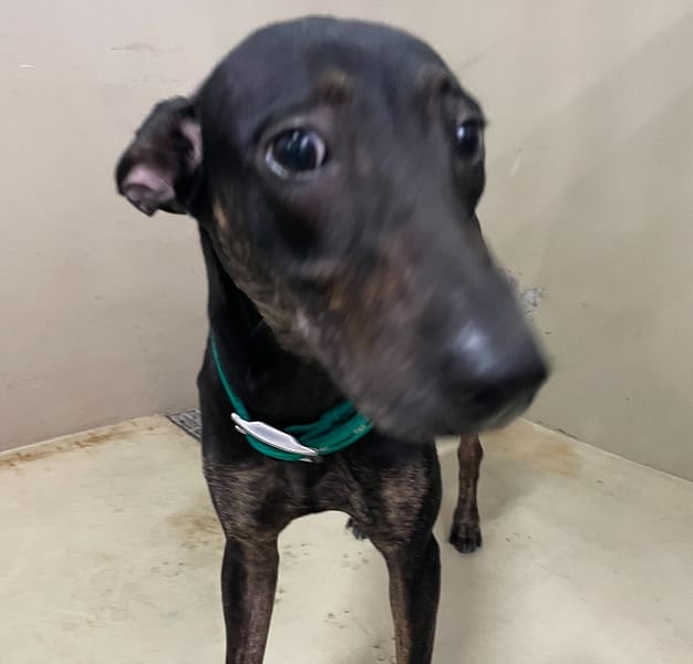 【待認養】混種犬 狗 (女生) - 嘉義市動物保護教育園區