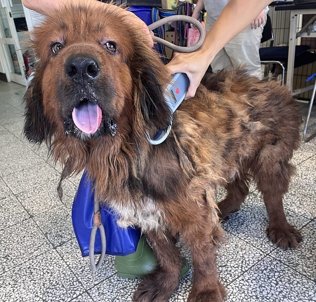 【待認養】獒犬 狗 (男生) - 桃園市動物保護教育園區