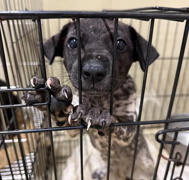 【待認養】混種犬 狗 (女生) - 嘉義市動物保護教育園區