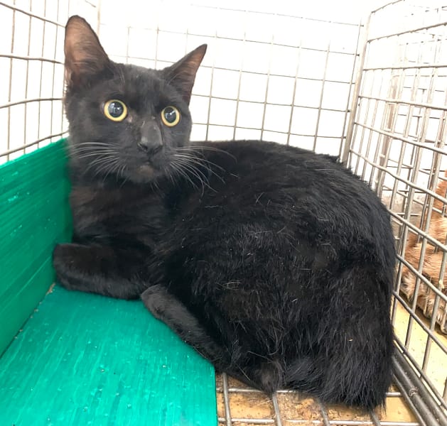 【待認養】混種貓 貓 (男生) - 臺北市動物之家