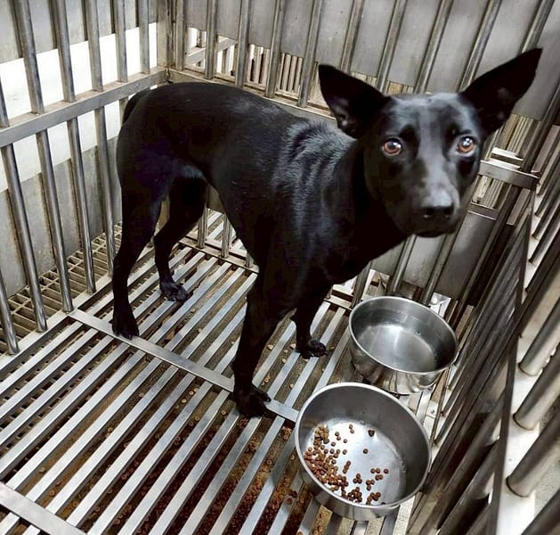 【待認養】混種犬 狗 (女生) - 新北市板橋區公立動物之家