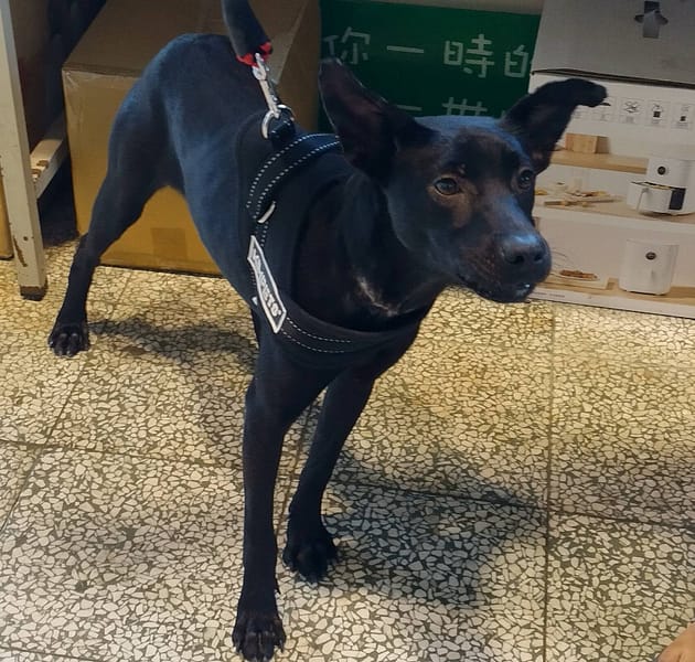 【待認養】混種犬 狗 (女生) - 桃園市動物保護教育園區