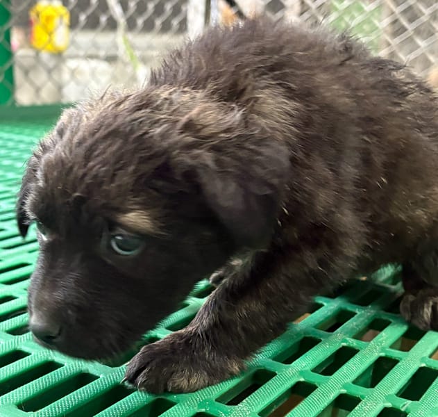 【待認養】混種犬 狗 (女生) - 臺東縣動物收容中心