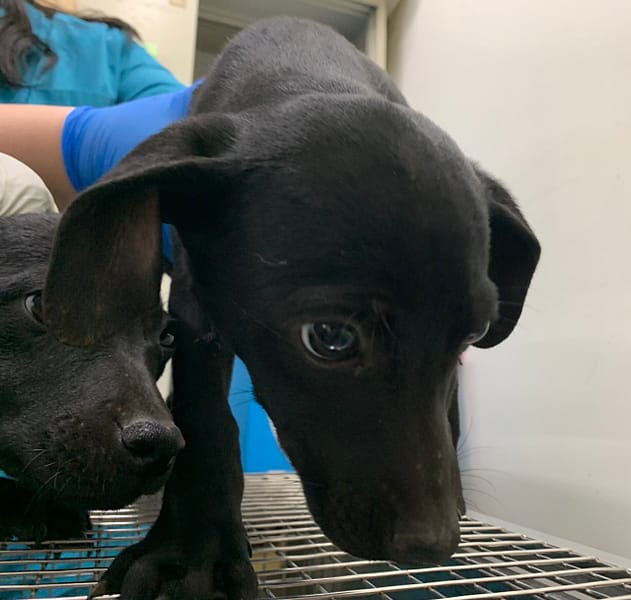 【待認養】混種犬 狗 (女生) - 臺北市動物之家