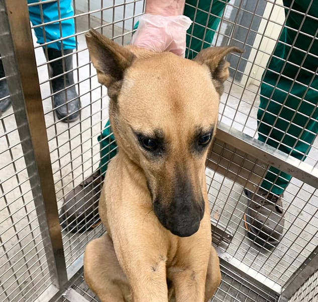 【待認養】混種犬 狗 (女生) - 臺北市動物之家