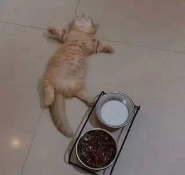 比比狗寵物旅宿