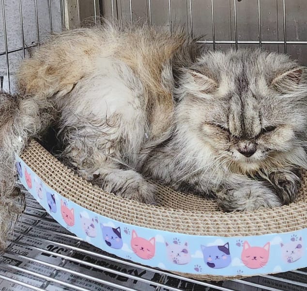 【待認養】波斯貓 貓 (女生) - 新北市新店區公立動物之家