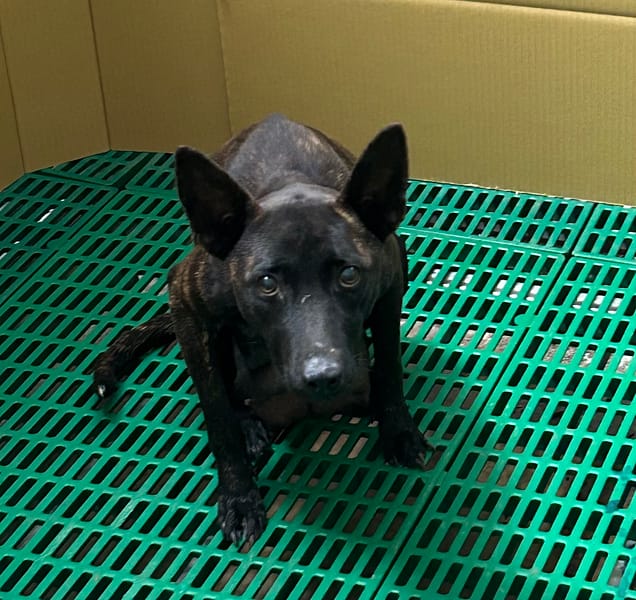 【待認養】混種犬 狗 (女生) - 臺東縣動物收容中心