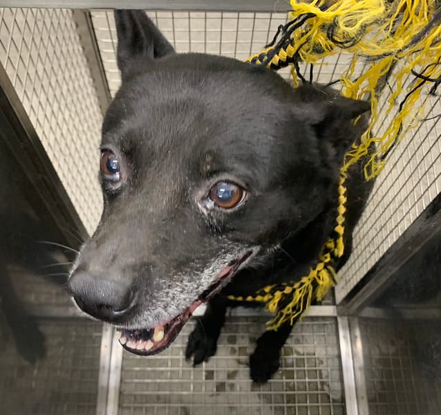 【待認養】其他 狗 (男生) - 臺北市動物之家